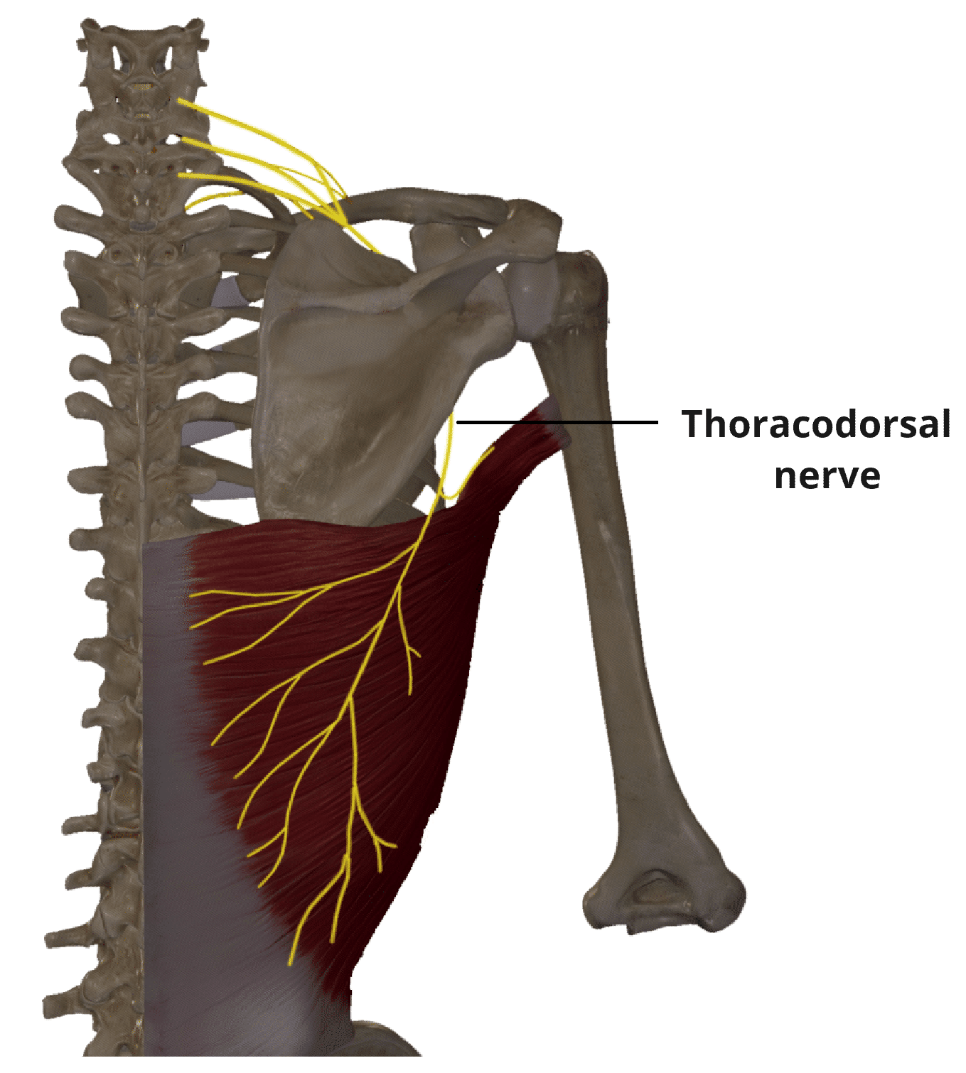 <p>Thoracodorsal Nerve Target</p>