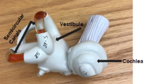 <p>vestibule, cochlea, semicircular canals</p>