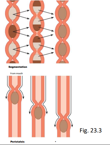 <ul><li><p>smooth muscle contracts in tract (no conscious thoughts)</p><ul><li><p>mixes food/chyme (segmentation, back and forth, and churning) helps with mechanical break down</p></li><li><p>move food/chyme (peristalsis) moves in right direction</p></li></ul></li></ul><p></p>