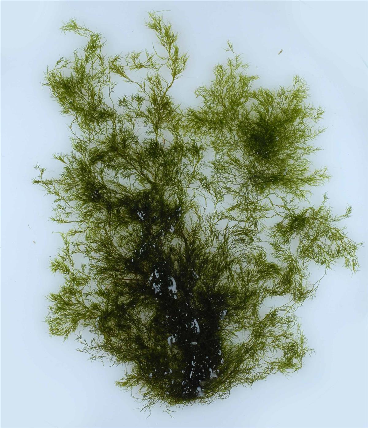 <p>green algae </p>
