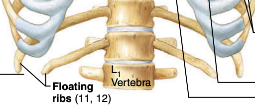 <p>What are floating ribs?</p>