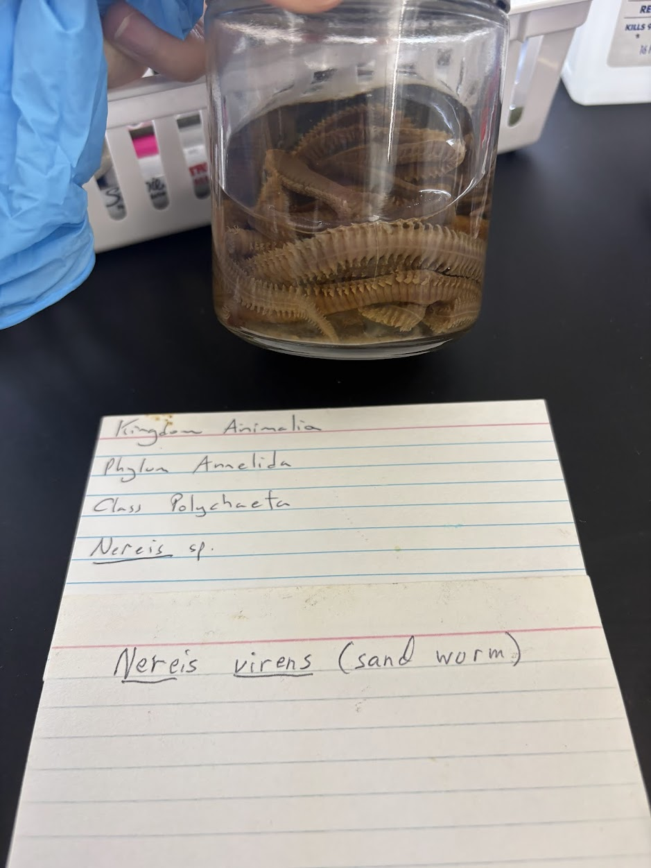 <p>Nereis sp.</p>