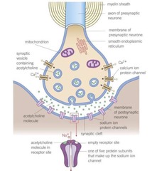 knowt flashcard image