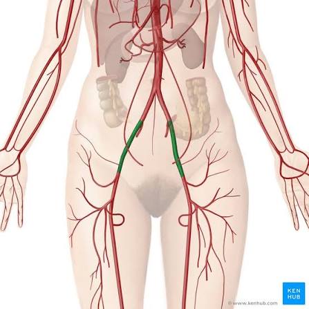 <p><span><span>becomes a femoral artery; supplies blood to the lower limbs</span></span></p>
