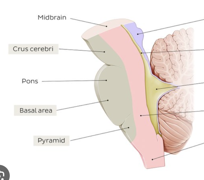 <p>pink part</p>