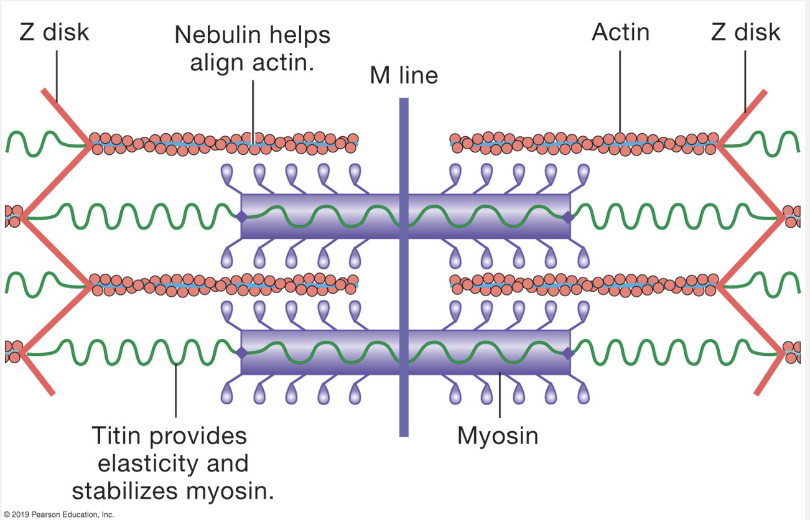 <ul><li><p>sarcomere = contractile unit of skeletal and cardiac muscle</p></li><li><p>actin = thin filament</p></li><li><p>myosin = thick filament</p></li><li><p>myosin heads = form cross-bridges</p></li><li><p>nebulin - keeps actin in alignment</p></li><li><p>Titin = provides elasticity and stabilizes myosin → returns sarcomere to original length</p></li></ul><p></p>