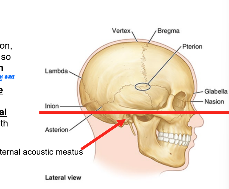<ul><li><p>inf margin of the orbit</p></li><li><p>sup margin of the external acoustic opening of the external acoustic meatus</p></li></ul><p></p>