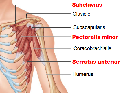 <p>Pectoralis minor - protraction and downward rotation of scapula</p>