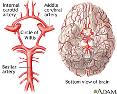 <p>-basilar a. </p><p>-internal carotid a. </p><p>-anterior & posterior communicating a. </p><p>-anterior & posterior cerebral a.</p>