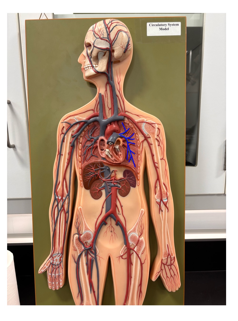 <p>name the outlined blood vessels </p>