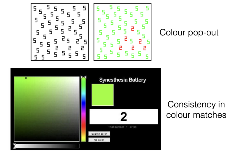 <ul><li><p>Cause of synesthesia? Many theories, none conclusive</p></li></ul><p></p>