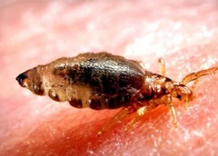 <p>A disease in humans caused by a parasite that normally infects non-human animals.</p>