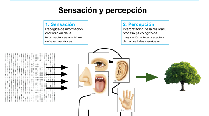 <p>Como hemos visto, no son lo mismo, pero están jerárquicamente relacionadas</p><p>Entonces:</p><ul><li><p>Puede haber sensación sin percepción</p></li><li><p>No podemos tener percepción sin sensación</p></li></ul><p>→ aquí estamos hablando de percepción consciente, y eso es totalmente correcto</p><p>Ejemplos clásicos:</p><ul><li><p>La luz llega a la retina pero no te das cuenta</p><ul><li><p>Sí que tenemos sensación, pero una percepción consciente no</p></li></ul></li><li><p>Un olor deja de notarse</p><ul><li><p>adaptación: la señal existe, pero el cerebro deja de interpretarla</p><ul><li><p><strong>El estímulo sigue presente</strong> (las moléculas siguen en el aire)</p></li><li><p><strong>Los receptores pueden seguir activándose</strong> (al menos en parte)</p></li><li><p><span data-name="point_right" data-type="emoji">👉</span> Por tanto, <strong>hay sensación</strong> (la señal sensorial existe)</p></li></ul><p>Pero:</p><ul><li><p>El sistema nervioso <strong>reduce o inhibe el procesamiento</strong></p></li><li><p>El estímulo se considera <strong>no relevante</strong></p></li><li><p><span data-name="point_right" data-type="emoji">👉</span> <strong>no se genera percepción consciente</strong></p></li></ul></li></ul></li></ul><p></p><p></p>