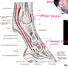 <p>Digital tendon sheath</p>