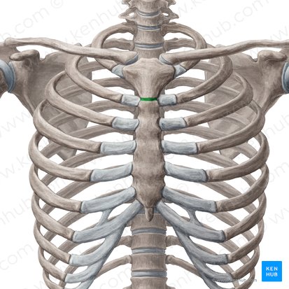<p>horizontal ridge formed by the junction of manubrium and body of sternum</p>