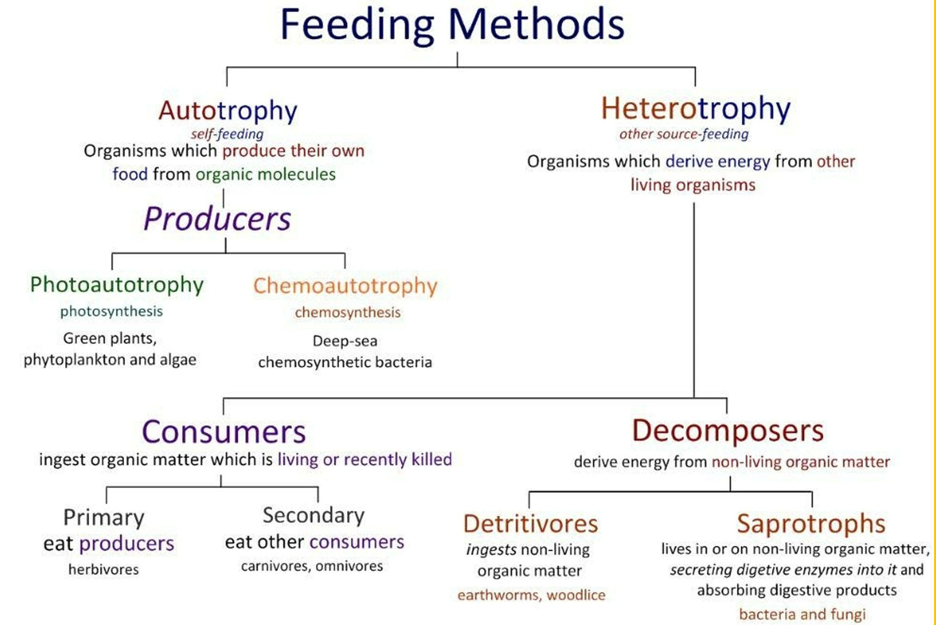 <p>Detritivores eat nonliving organic matter (ex: earthworms), while saprotrophs chemically absorb nonliving organic matter (ex: fungus, bacteria)</p>