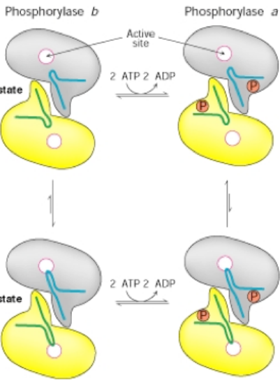 <p>(Relaxed) R-State: More active state</p><p>(Tense) T-State: Less active state (still active tho)</p><ul><li><p>Phosphorylation of Serine 14 (A in diagram)by Phosphorylase Kinase shifts the equilibrium so the more active R state is favored (still possible to be inactive but the active state predominates)</p></li><li><p>Hormone signaling, such as adrenaline,</p></li></ul><p>activates Phosphorylase Kinase</p><ul><li><p>further modulation of sigmoidal curve: some heterotropic and homotropic regulation: in A more glucose-6-P → T state, in B more glucose or ATP → T state</p></li></ul><p></p>