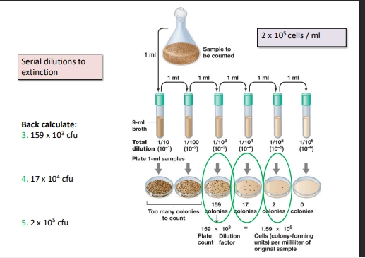 <ul><li><p>via serial dilutions!</p></li><li><p>we can plate a solution of microbes, and backtrack calculations of how much the original sample was diluted, to work out the microbes per mL of a starting solution</p></li></ul><p>(method)</p><ul><li><p>dilute the microorganism solution, into an accurately countable number of cfus, so the degree of dilution will differ depending on the cfu/mL in the original sample </p></li><li><p>dilutions occur as a factor of 10 (eg 1:10 ratio of solution to broth).</p></li><li><p>undergo another dilution in plating - this may be a different factor as to the dilutions</p></li><li><p>these are incubated  </p></li><li><p>count the colonies (= 1 cfu formed the colony via BinFis = 1 microbe)</p></li><li><p>multiply by dilution factors to find cfu/mL in original sample</p></li></ul><p>(bactrack calculations)</p><ul><li><p>multiply the counted number in the final plate, with the DF for each step</p></li><li><p>eg 1/10 dilution = 10 fold dilution = multiply by 10</p></li><li><p>backtracking from differnet countable plates from the same solution, they should relatively align. can average out for a more accurate cfu/mL of original sample </p></li></ul><p>(best plates to count)</p><ul><li><p>colonies countable (not toching)</p></li><li><p>often a few will be viable to count, so can do multiple and average them out </p></li></ul><p></p>