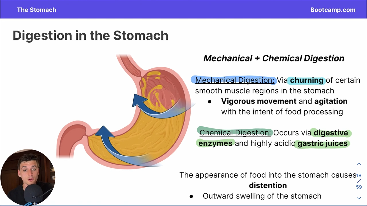 <p>it occurs via <strong>Digestive Enzymes </strong>and acidic<strong> gastric juices </strong></p>
