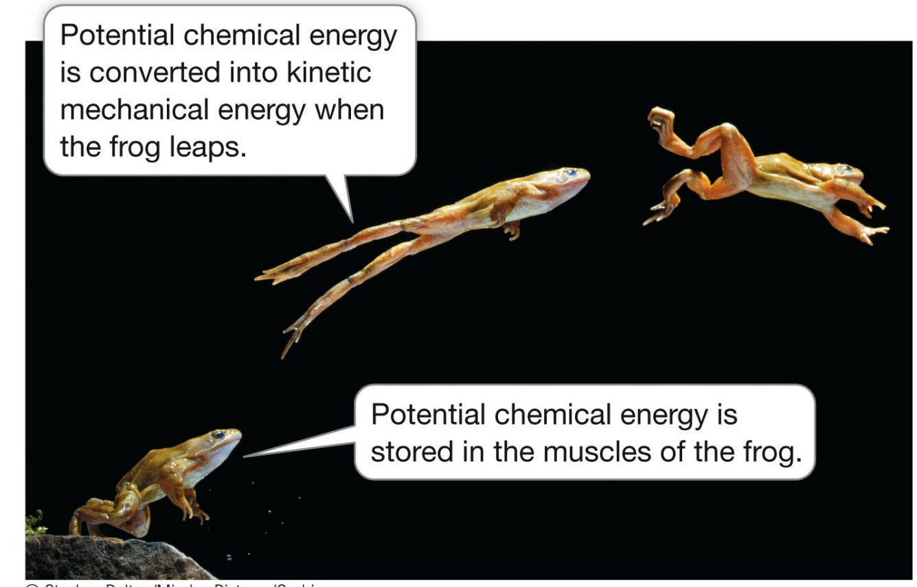 <ul><li><p>All forms of energy are either:</p><ul><li><p><span style="color: rgb(248, 222, 34);"><strong>Potential energy</strong></span>—energy stored as chemical bonds, concentration gradient, charge imbalance</p></li><li><p><span style="color: rgb(248, 222, 34);"><strong>Kinetic energy</strong></span>—the energy of movement</p></li></ul></li><li><p>Energy can be converted from one form to another</p></li></ul><p></p>