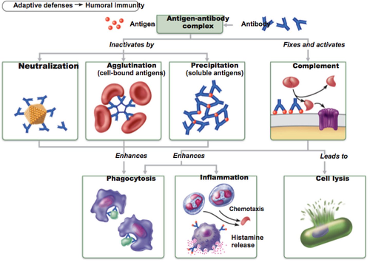 <p>Neutralization</p><p>- the antibodies neutralize the pathogen/toxin through binding it making it unable to exert its effect on the body</p><p>Opsonization</p><p>- Marks the pathogen for destruction by other white blood cells immediately</p><p>Agglutinating</p><p>- Clumping together forming insoluble protein/antigen complex that will be digested by macrophages.</p>