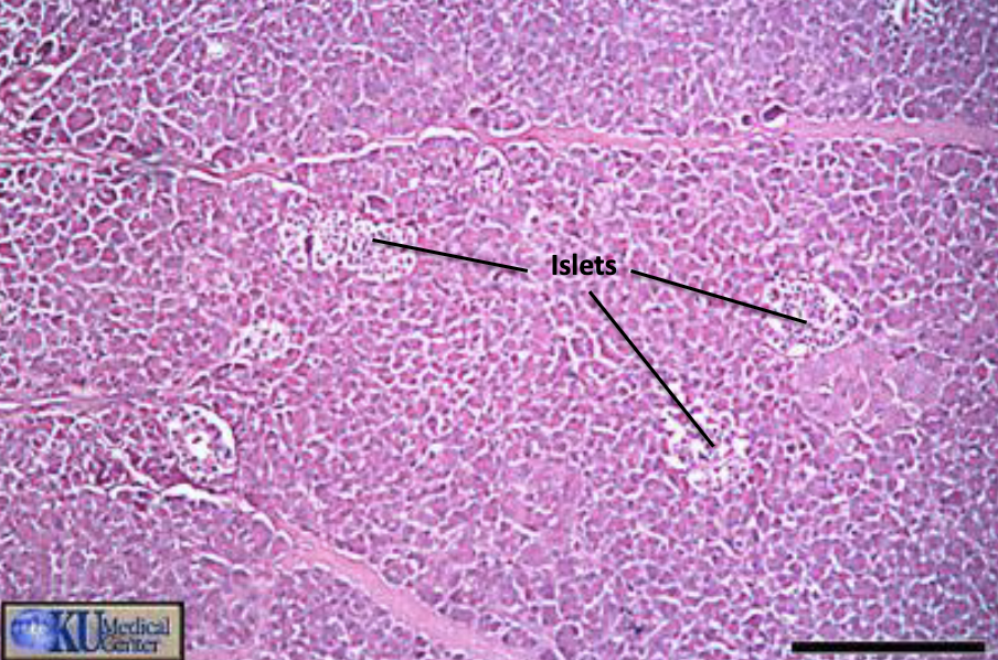 <p>pancreas: pancreatic acini, islets of langerhans, branch of pancreatic duct</p>