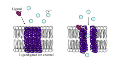 <p>the channel changes its shape to allow certain ions to pass through</p>
