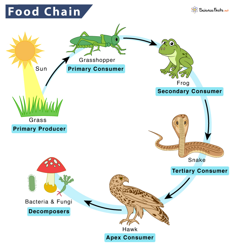 <p>Food Chain</p>
