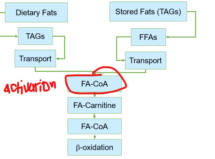 <p>Before fatty acids can be oxidized for energy after transport, what must first occur </p>