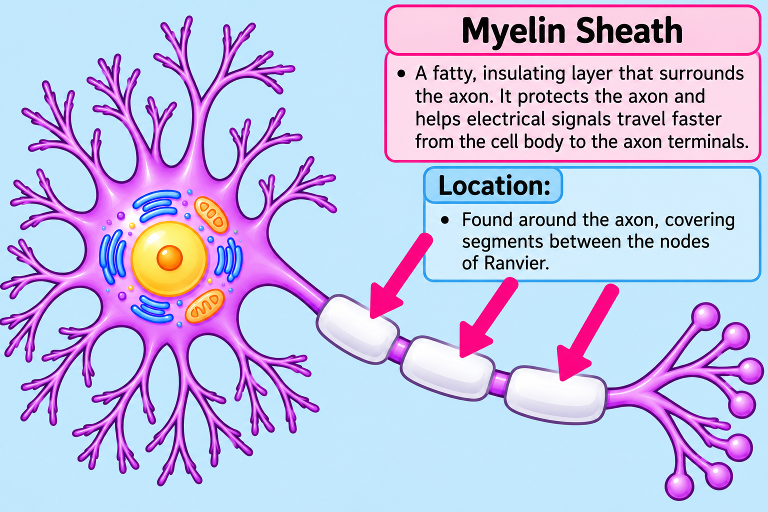 <p><span data-name="key" data-type="emoji">🔑</span> <strong>Key Idea:</strong> <strong>Myelin Sheath = wraps around the AXON → helps signals travel FASTER.</strong> <span data-name="high_voltage" data-type="emoji">⚡</span><span data-name="arrow_right" data-type="emoji">➡</span></p><p><span data-name="star" data-type="emoji">⭐</span> <strong>Easy memory:</strong><br><strong>MYELIN = insulation around a wire</strong> <span data-name="shield" data-type="emoji">🛡</span><span data-name="high_voltage" data-type="emoji">⚡</span><br><strong>Think: Just like insulation helps protect a wire, myelin wraps around the axon and helps the signal travel faster.</strong></p>