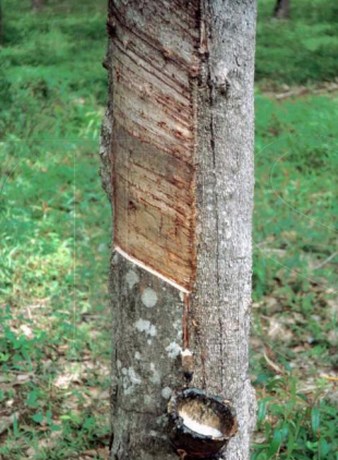 <p>This is a _____ tree. It can cause type ____ allergies and symptoms like _____ and _____. </p>