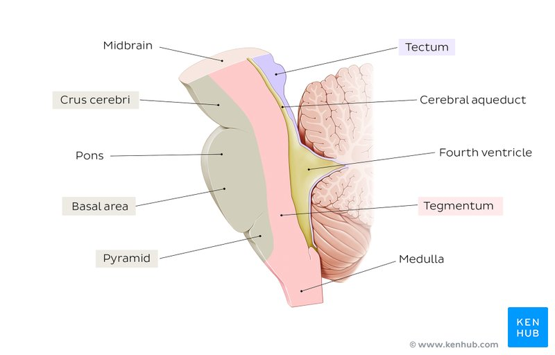<p><span>The tectum of the midbrain is the dorsal (“roof”) surface of the midbrain</span></p><ul><li><p><span>Location: Forms the roof over the cerebral aqueduct at the midbrain level</span></p></li><li><p><span>Key feature: Contains the four colliculi (2 superior, 2 inferior)</span></p></li></ul><p></p>