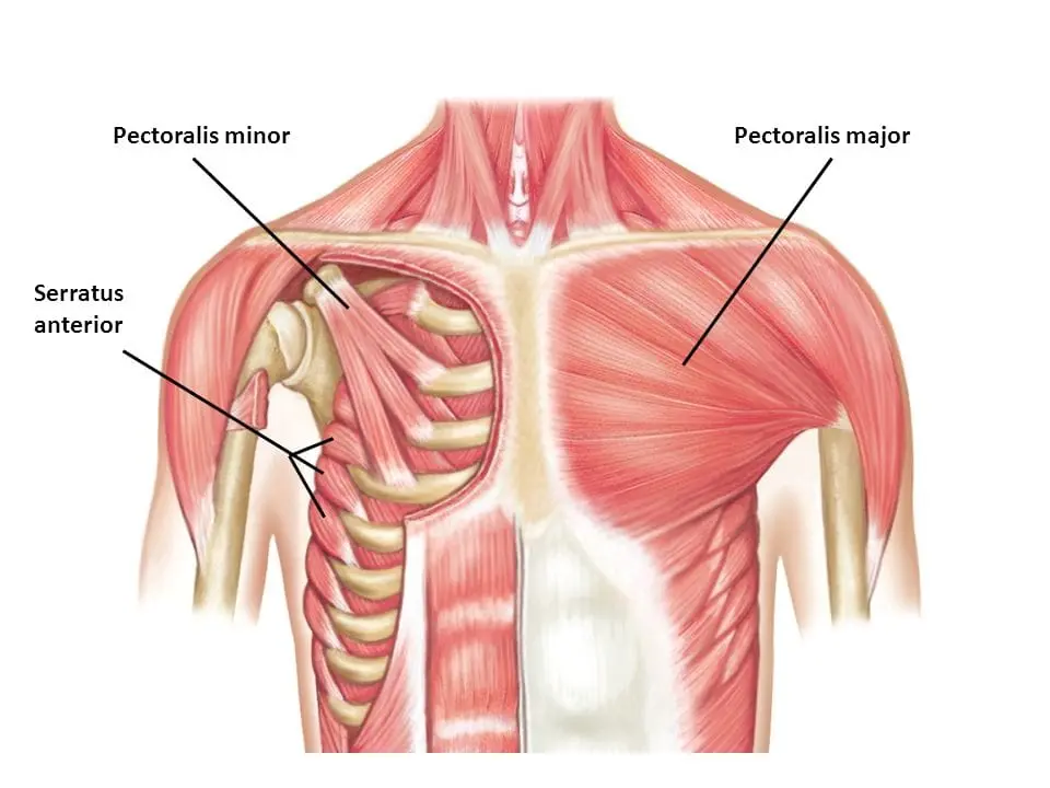<p>What is the pectoralis minor (1) actions and innervation?</p>