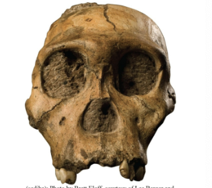 <p><em>Australopithecus sediba</em></p>