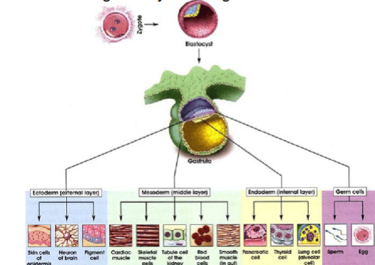 <p>process where 3 germ layers are generated and placed in proper position in embryo:</p><ul><li><p>ectoderm externally</p></li><li><p>mesoderm in between</p></li><li><p>endoderm internally</p></li></ul><p></p>
