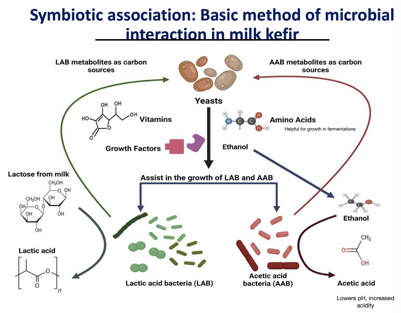 <p><strong>Microbial interactions in milk kefir<mark data-color="yellow" style="background-color: yellow; color: inherit;"> illustrate a symbiotic association where various bacteria i.e. LAB and Acetic Acid bacteria (AAB) and yeasts cohabit</mark>, facilitating the fermentation process.</strong></p><ul><li><p><strong>The diverse microbial community enhances the breakdown of lactose and production of acids and alcohols</strong>, promoting a dynamic growth environment beneficial for all organisms involved.</p></li><li><p>E.g. <strong>Vitamins, amino acids, ethanol and growth factors produced by yeast assist in LAB and AAB growth </strong><span style="color: green;"><strong>allowing them to produce further metabolites </strong></span>e.g. lactic acid, acetic acid<strong> which act as carbon sources for the yeasts</strong></p></li></ul><p></p>