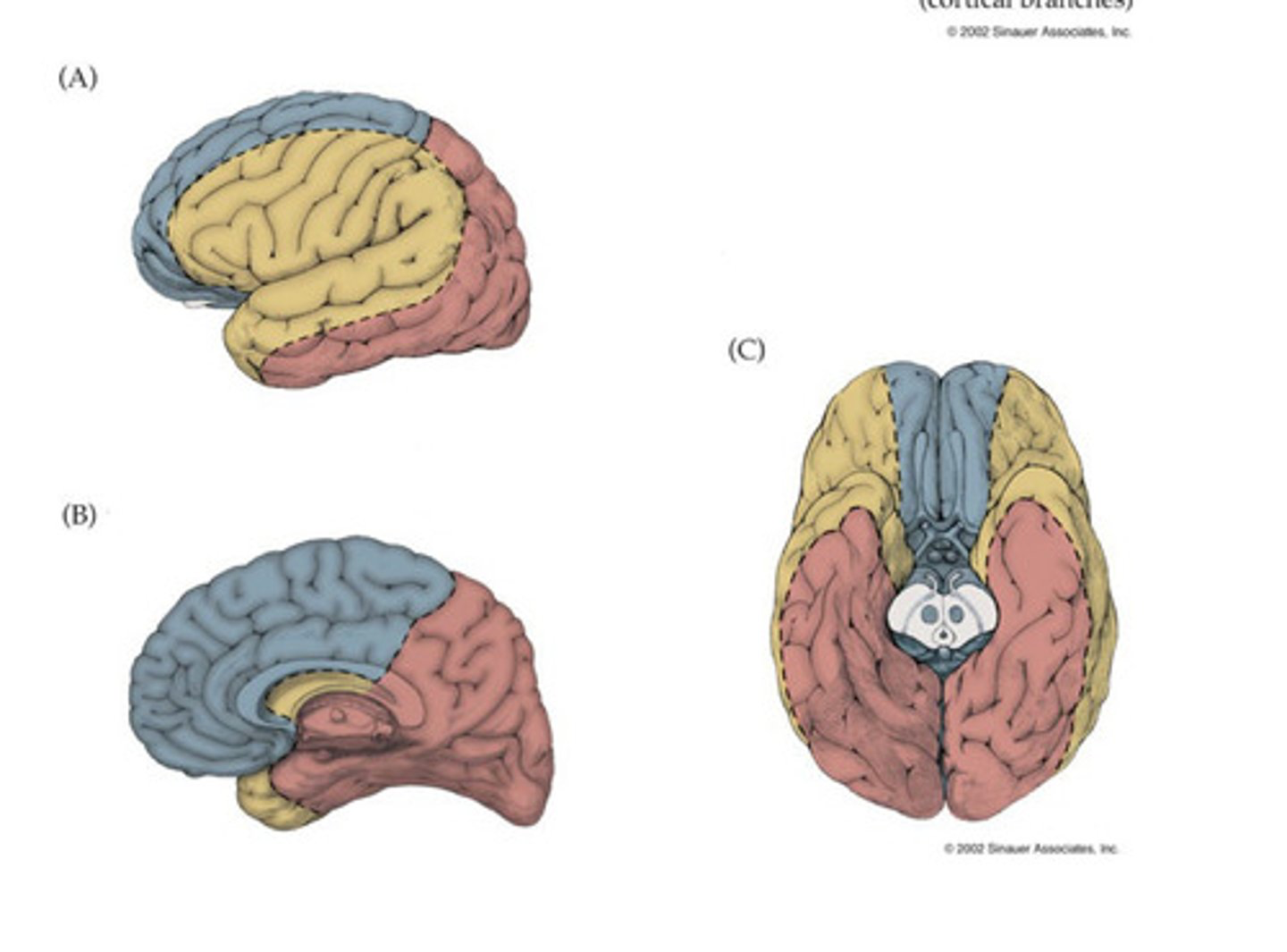 <p>vascular territory of posterior cerebral artery</p>