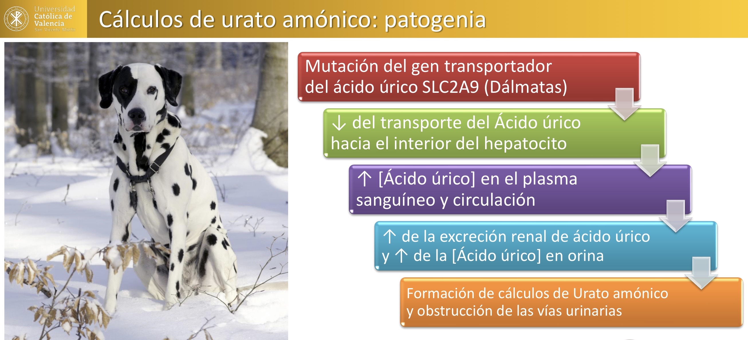 <p>RENAL: cálculos de urato amónico </p>