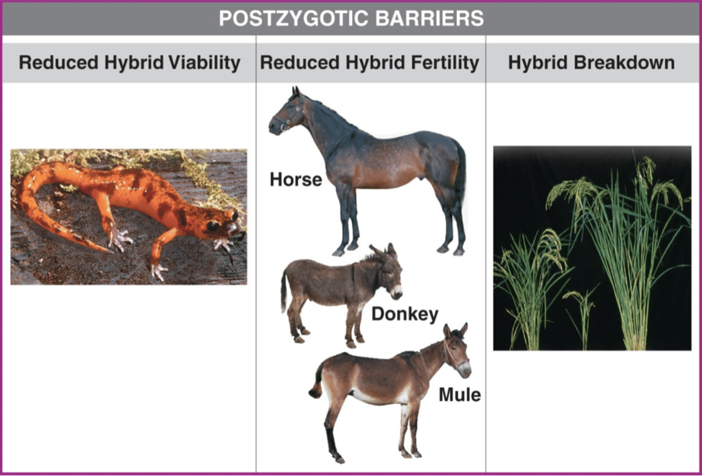 <p>reduced hybrid viability, reduced hybrid fertility, hybrid breakdown</p>
