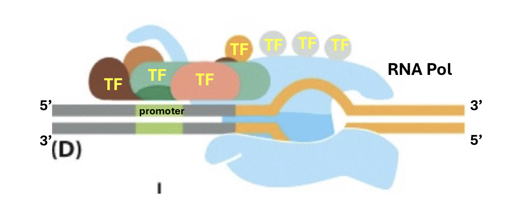 <p>what do transcription factors do? </p>