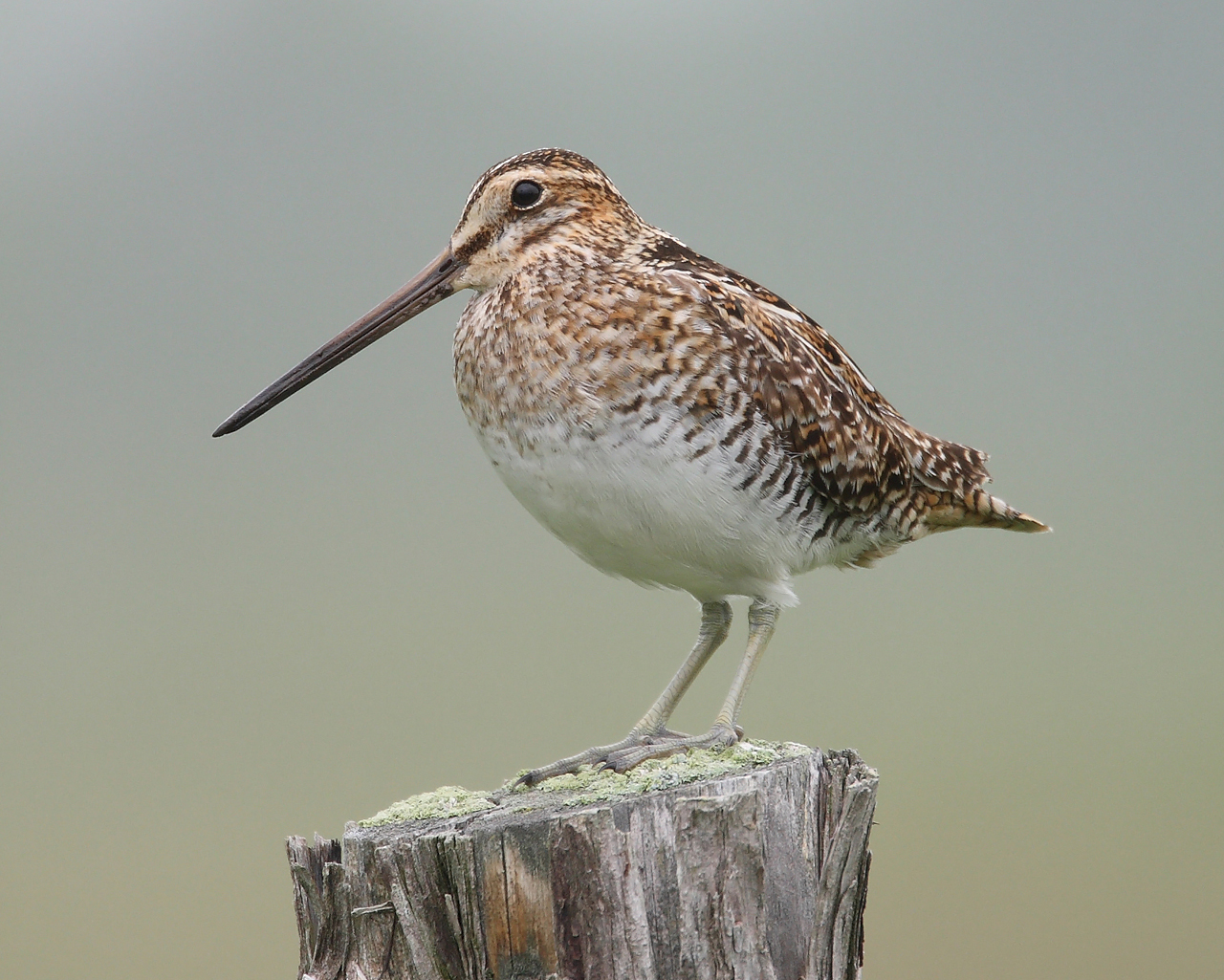 <p>Wilson’s Snipe</p>