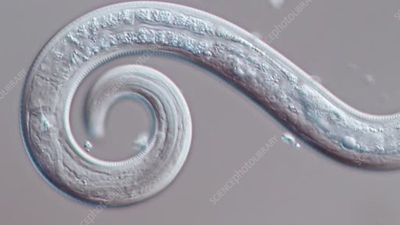 <ul><li><p><strong>Ömsar hud</strong></p></li><li><p>Nematoder, parasiter </p></li></ul><p></p>