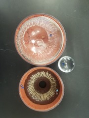 <p>Identify Structure A</p>