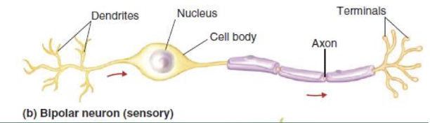 <p>= 2 things attached to the cell body</p><ul><li><p>sensory </p></li></ul><p></p>