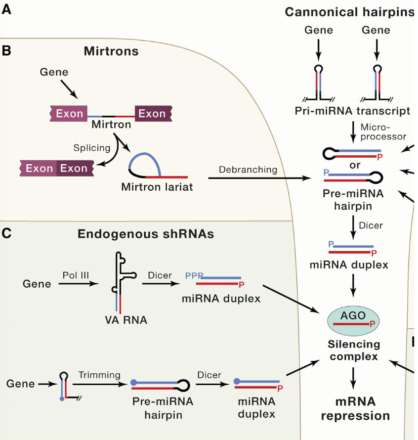 <p>Yes?</p><ul><li><p>don’t memorize the figure, but know that there are other RNA transcripts that can be cleaved to generate pre-miRNA hairpins or RNA duplexes, that can enter the miRNA pathway and be processed for loading onto Ago</p></li></ul><p></p>