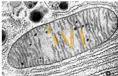 term image