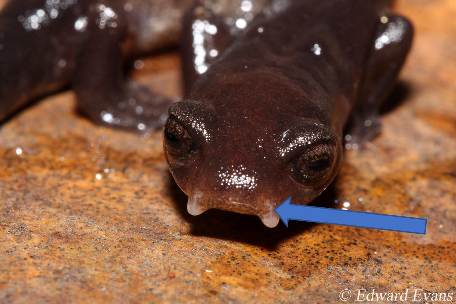 <p>What is the structure on a salamander indicated with an arrow? </p>