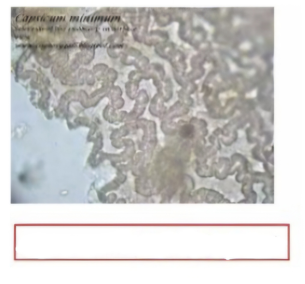<p>What is this structure?</p>