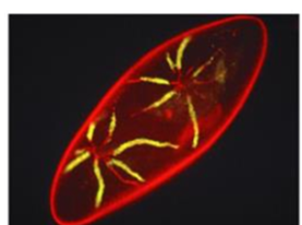 <p><span style="background-color: transparent;">•High energy light (usually a laser) outside the visible spectrum strikes the sample</span></p><p><span style="background-color: transparent;">•Any fluorescent molecules absorb that light and emit lower energy, visible light back to the viewer</span></p>