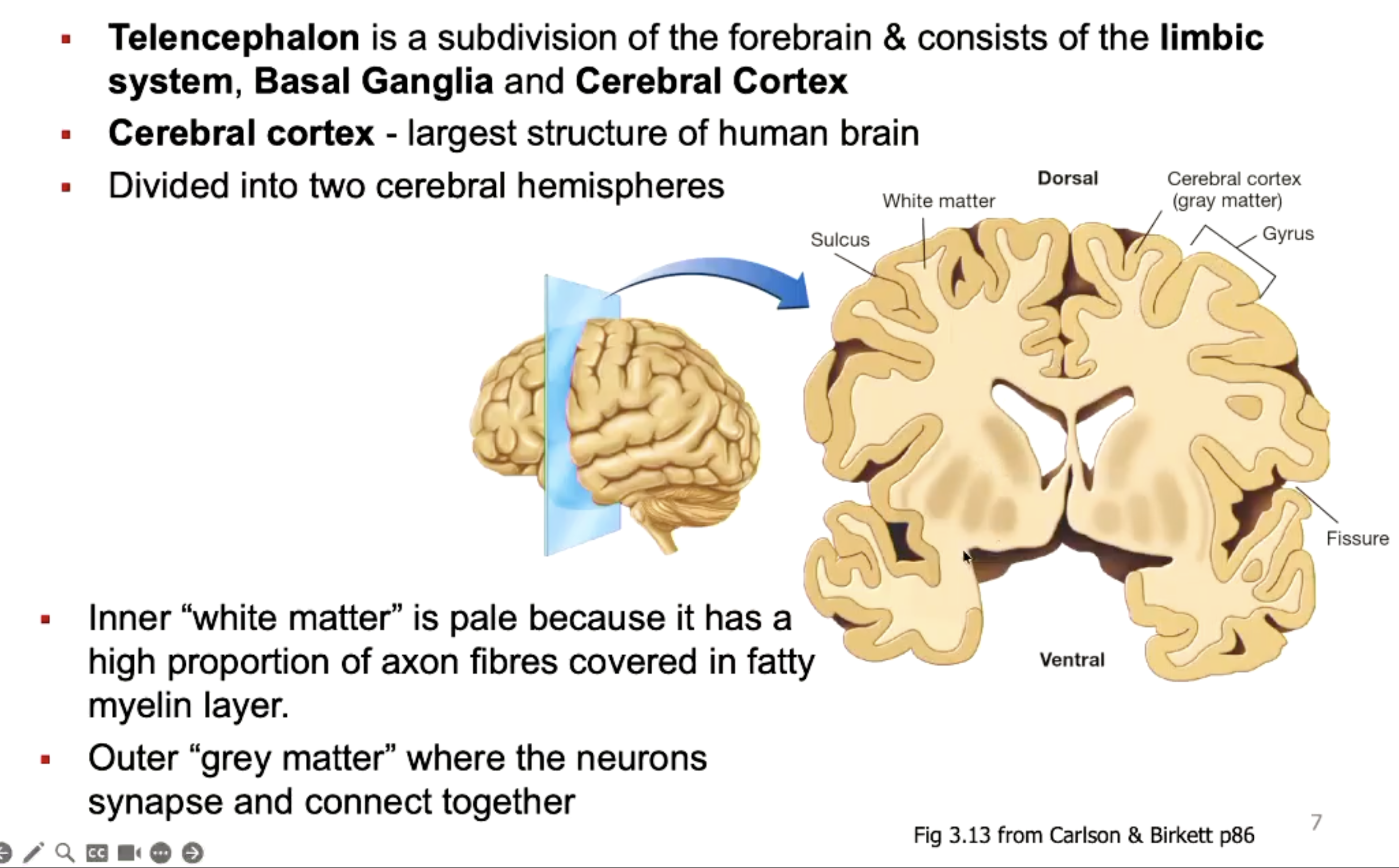 <p>Subdivision of the forebrain and consists of the limbic system, basal ganglia and cerebral cortex.</p><p>Divided into two cerebral hemisphers.<br><br>White matter is pale because contains myelinated axons (fatty).<br>Grey matter is where the neurones synapse and connect together.</p>